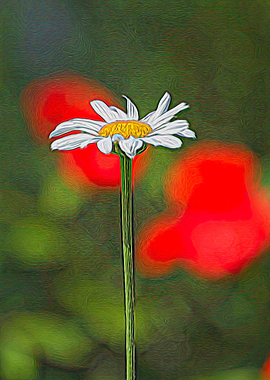 daisy in the garden
