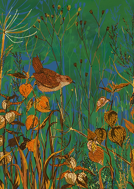 Winter glimpse of a tiny wren hopping amongst the physa ...