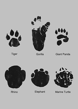 Animals Tracks