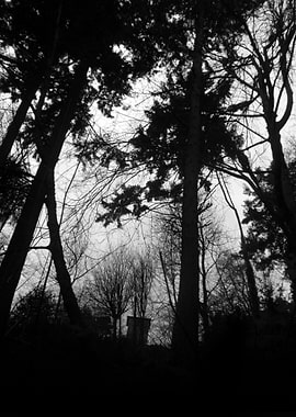 Forest, Seattle Washington