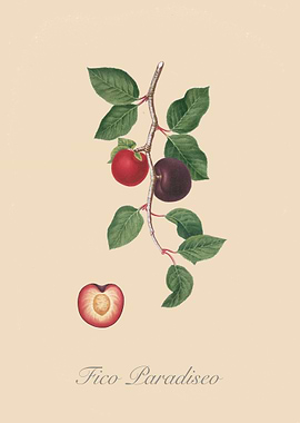 A vintage Italian illustration of a fig.