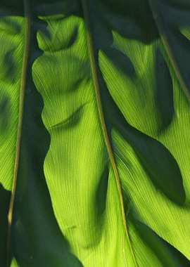 Green Leaf