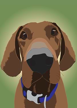 This is Buddy from my pet animal collection