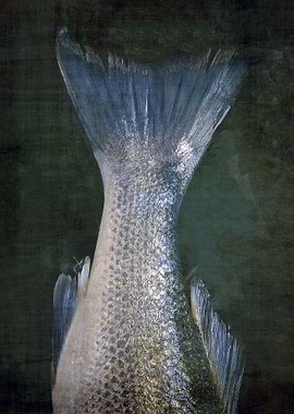 A Fishes Tail