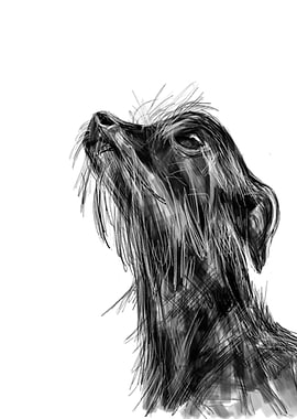 Chorkie Chihuahua/Yorkie Illustration