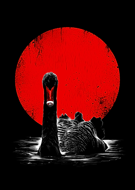 Midnight Swan