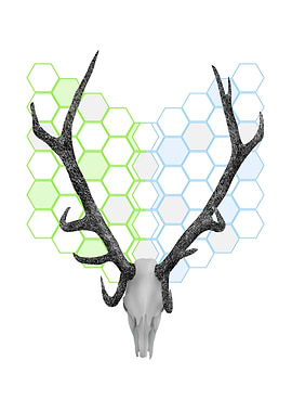 A stags skull with large antlers. Behind the head is a ...