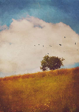 A beautiful tree captured in a rural area of Mazandaran ...