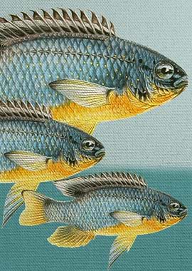 Fish Classic Designs 12