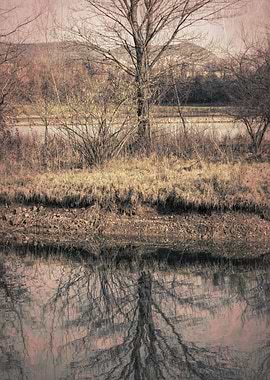 tree on the bank of the lake