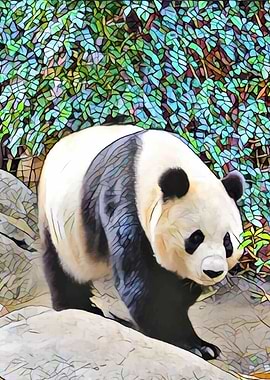 Panda bear in San Diego. If you love pandas, you will l ...