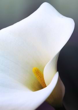 calla lily in the garden