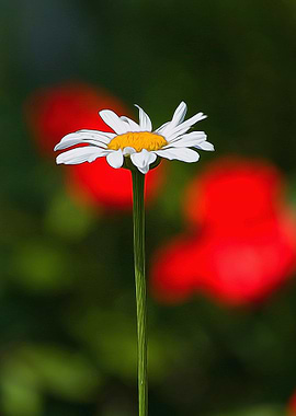 daisy in the garden