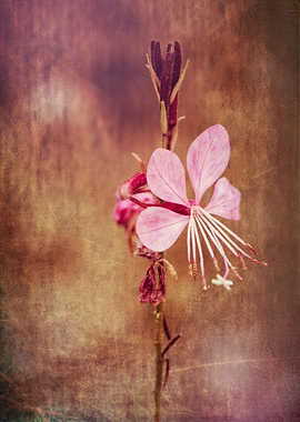 pink flower in the garden