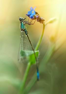 Blue dragonfly on forget-me-not flower