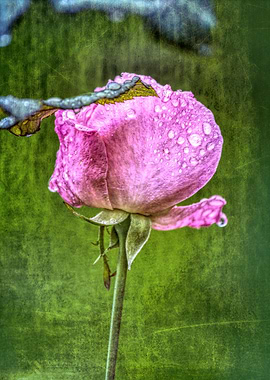 rose after the rain in the garden