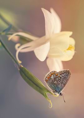 Common blue butterfly on cream columbine flower