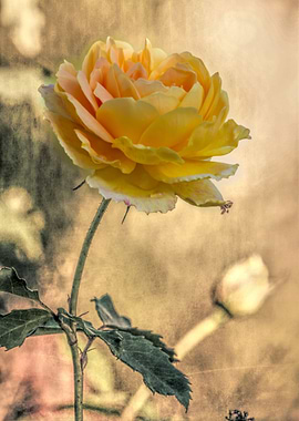 rose after the rain in the garden