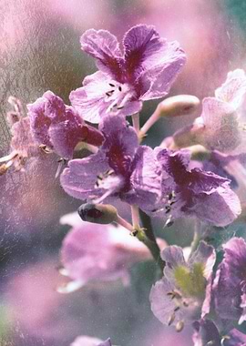 flower in the garden