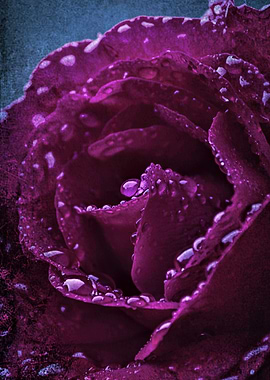 rose after the rain in the garden