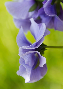 violet in the garden