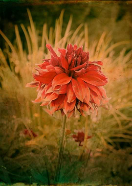 Hand painted color photograph