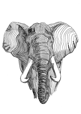 Elephant. Loxodonta africana.