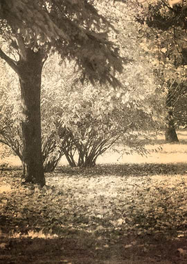 tree in the park in autumn