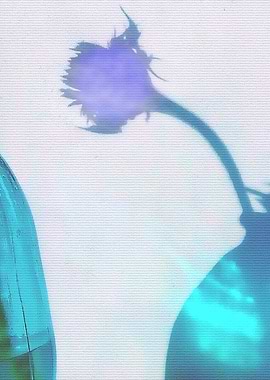 The shadow and light thrown by the sun from glass vases ...