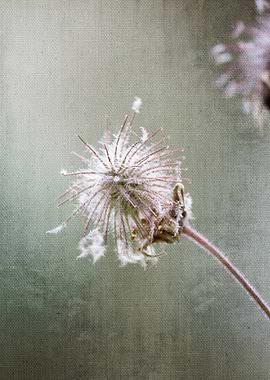 wildflower in the meadow