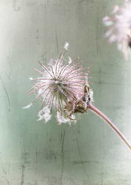 wildflower in the garden
