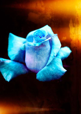 blue rose