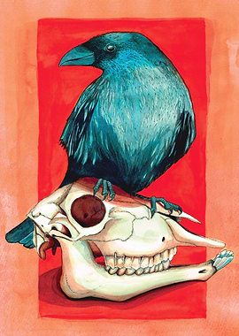 Crow on a skull