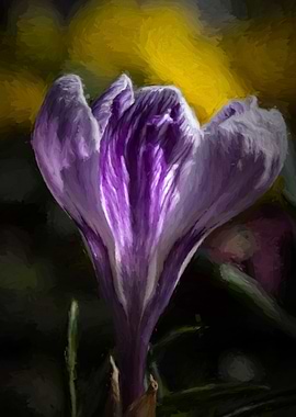 colchicum in the garden