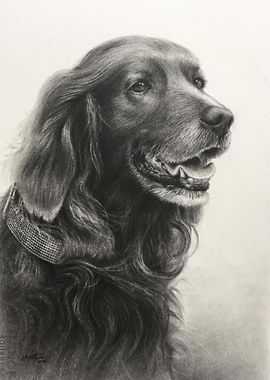 'Choco' charcoal pencil on paper