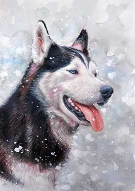 'Husky' watercolor pencil and white gouache on paper