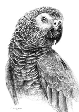 Gray Parot G083 by Svetlana Ledneva-Schukina
