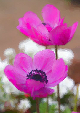 anemone coronaria in the garden