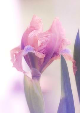 iris gladiolus in the garden
