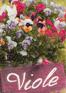 violet in the garden