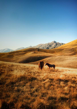Day light - Mountain horses