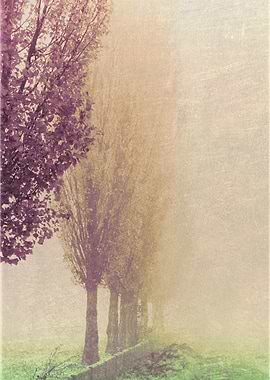 field and tree in the fog