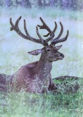 cute deer in the mountain