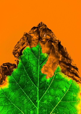 close up burning green leaf texture with orange backgro ...