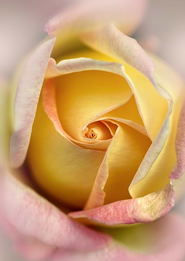 Yellow and pink rose