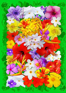 Exotic Flowers Colorful Explosion