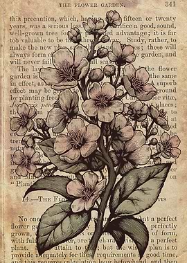 Botanical cherry blossom tree illustration edited as co ...