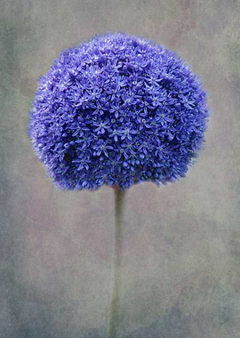 blue allium