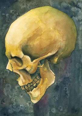 skull watercolour painting #8 for a skull watercolor pa ...