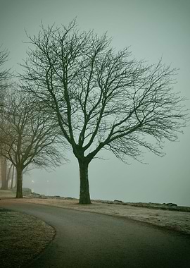 Bare tree in fog